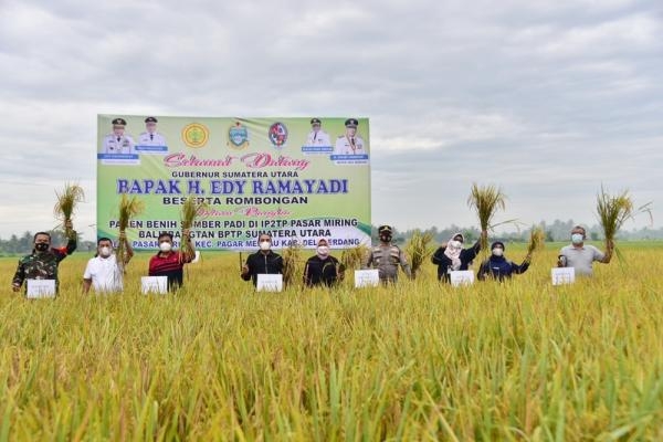 Panen Padi di Deliserdang, Gubernur Edy Rahmayadi Harapkan Seluruh Petani Sumut Gunakan Varietas Unggul